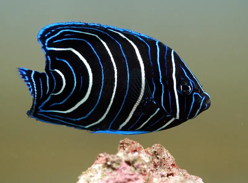  Koran Angel(Pomacanthus semicirculatus)
