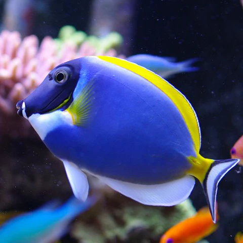 Powder Blue Tang(Acanthurus leucosternon)