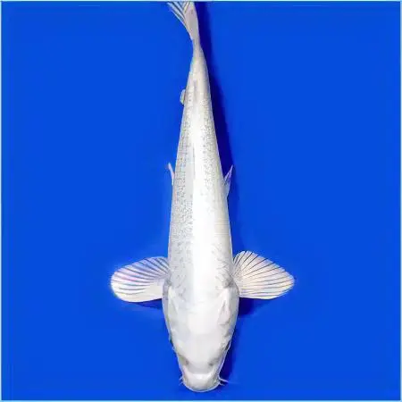 Platinum Koi Carp(Cyprinus carpio)