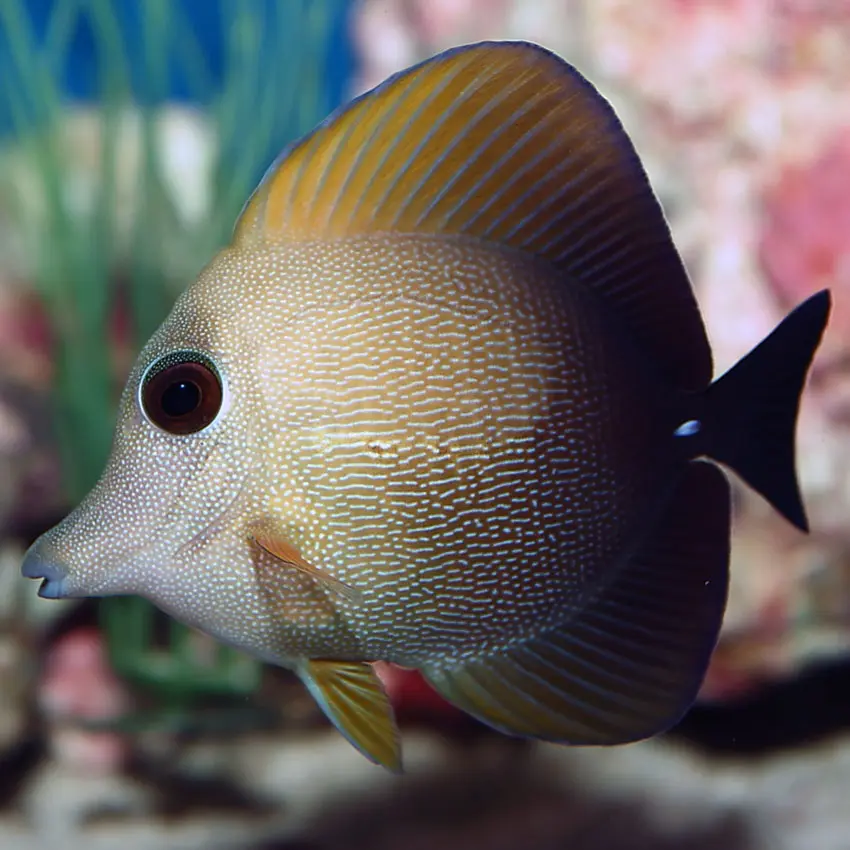 Brown Sailfin Tang(Zebrasoma scopas)