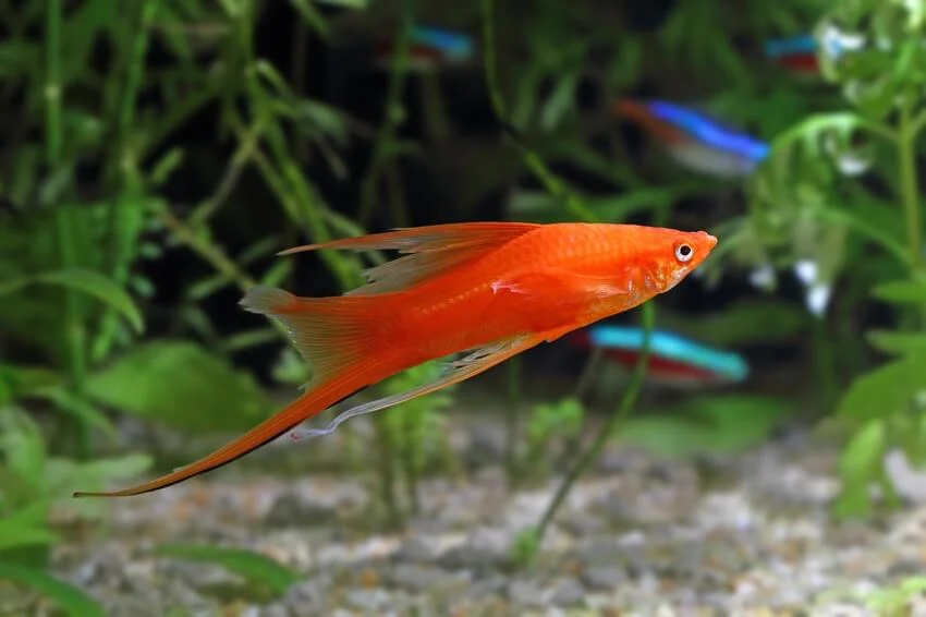 Swordtail(Xiphophorus hellerii)
