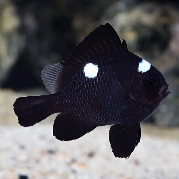 Three Spotted Damsel(Dascyllus Trimaculatus)