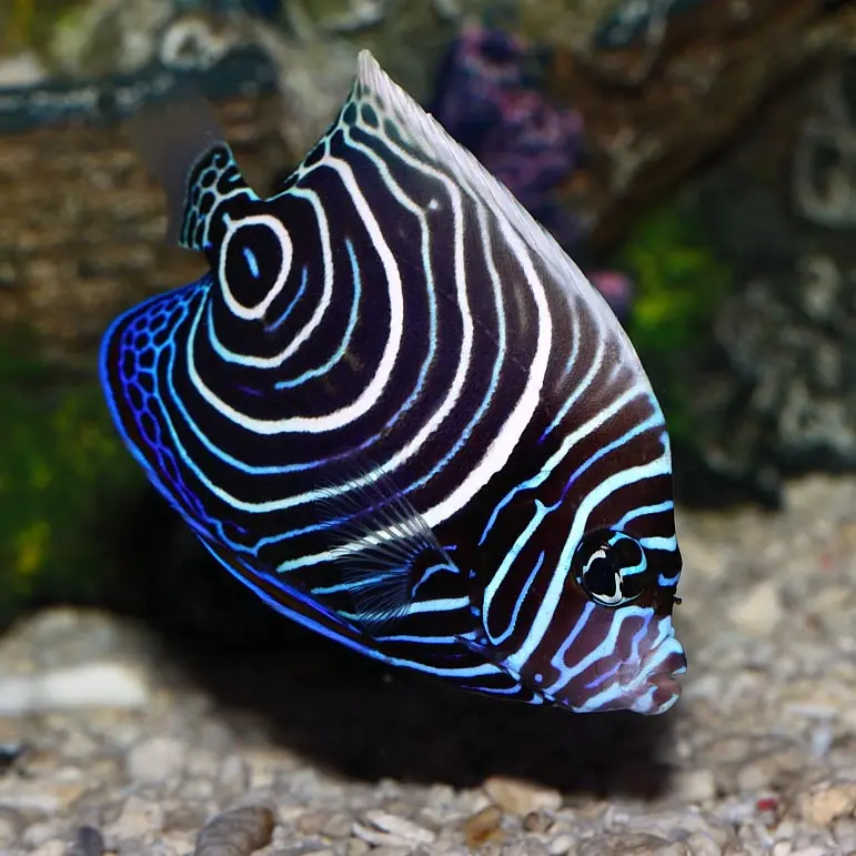 Emperor Angelfish (Pomacanthus Imperator)