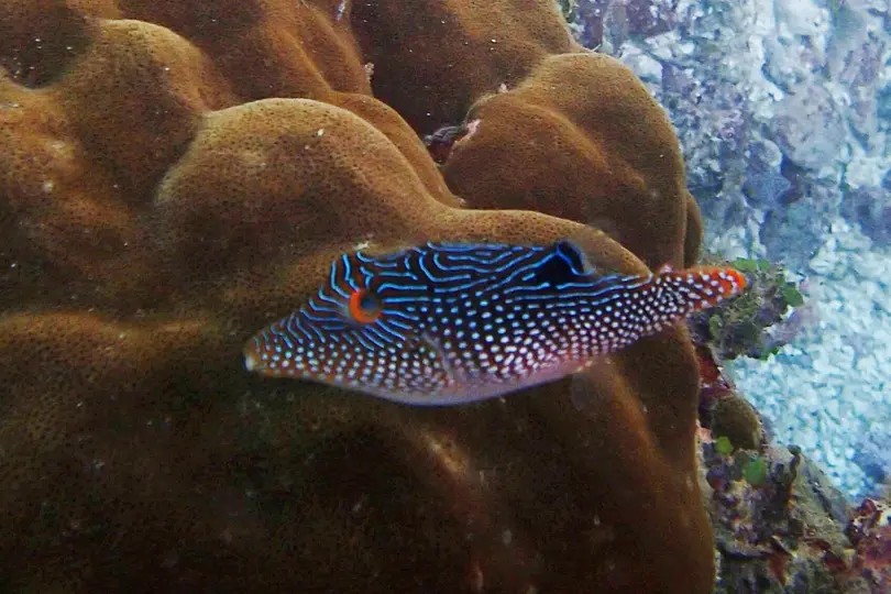 Pearl Toby(Canthigaster Margaritata)