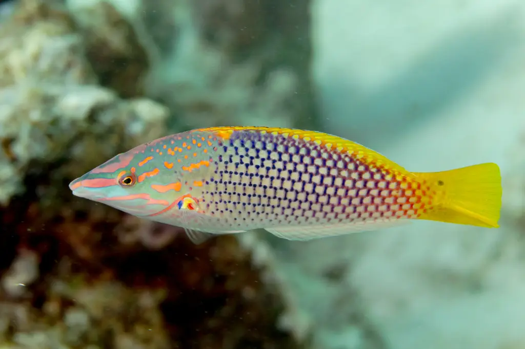 Checkerboard Wrasse(Halichoeres hortulanus)