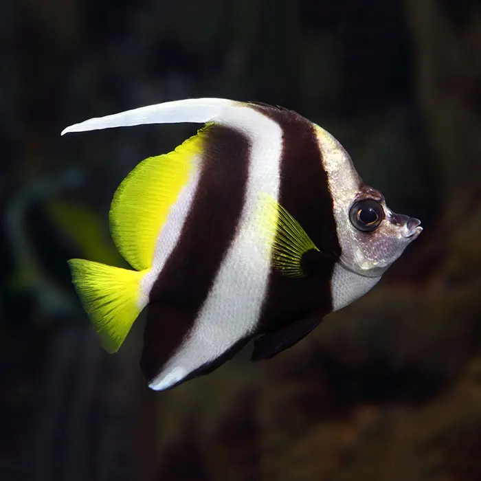 White Bannerfish(Heniochus acuminatus)