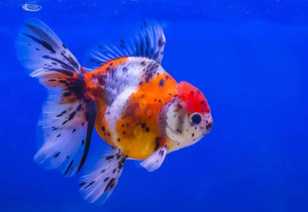 Calico Gold Fish(Carassius Auratus)