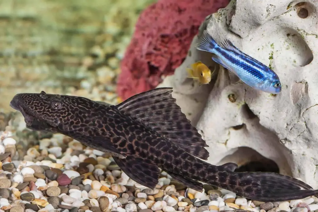 Suckerfish Black(Hypostomus Plecostomus)