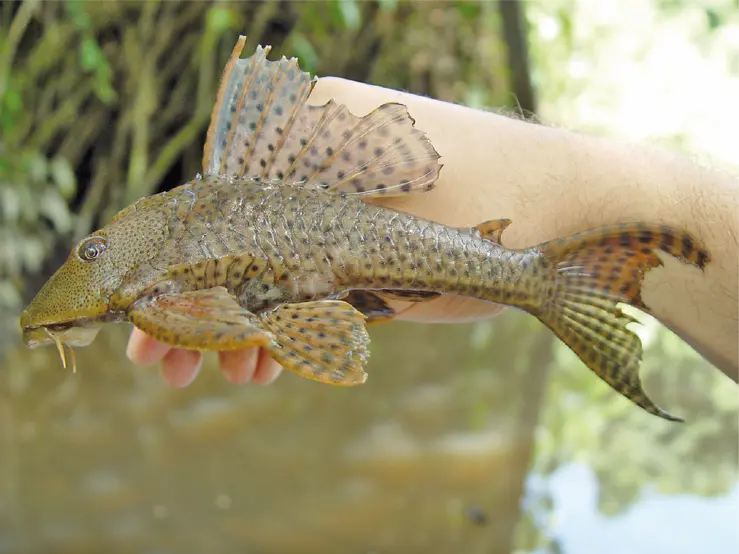 Suckerfish White(Hypostomus Plecostomus)