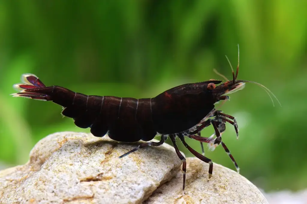Black Tiger/Kohaku Shrimp(Neocardina davidi)
