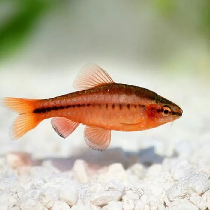Cherry Barb(Puntius titteya)