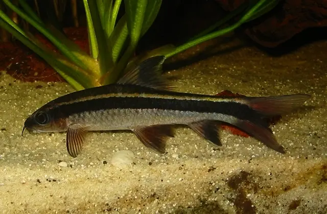 Flying Fox(Epalzeorhynchos kalopterus)