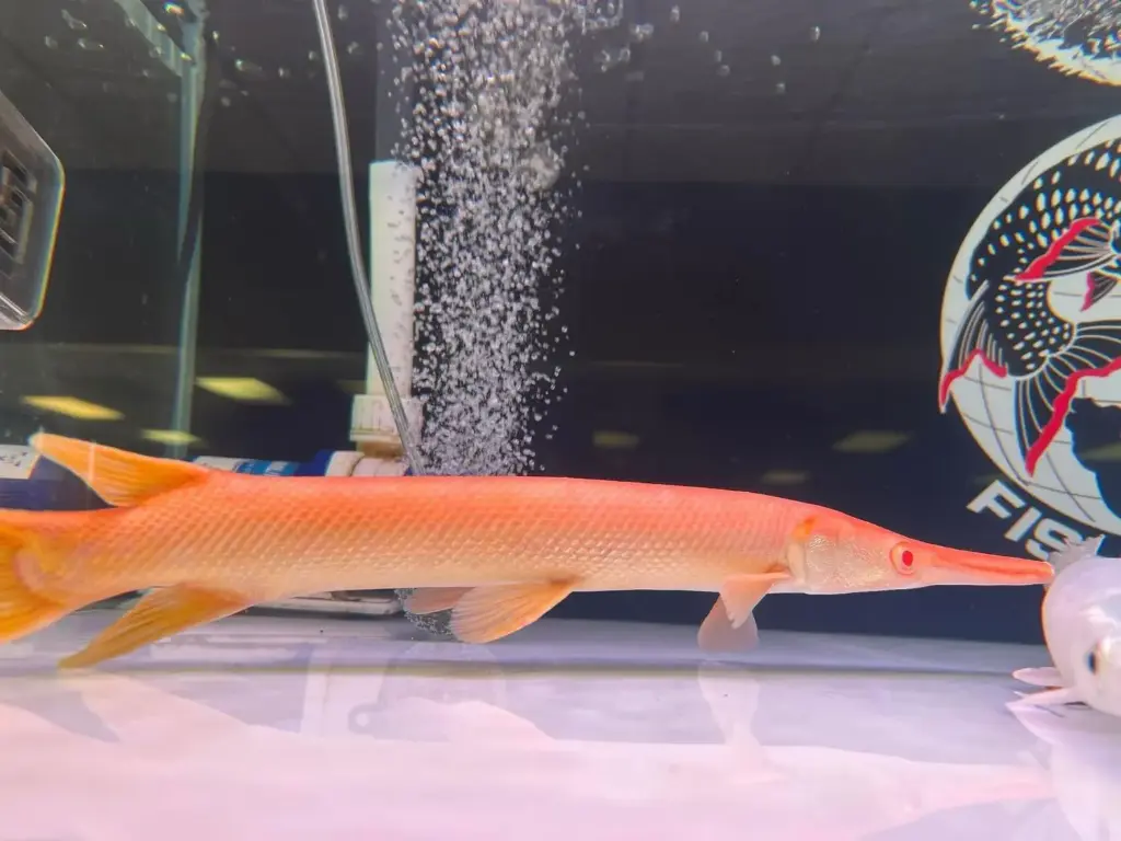 Albino Alligator Gar(Atractosteus spatula)