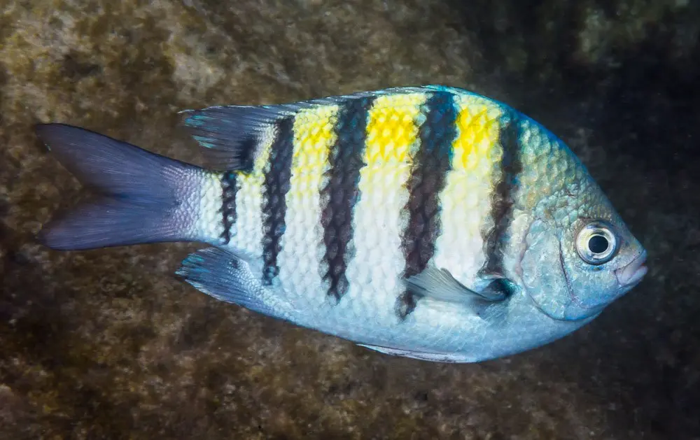Sergeant-major(Abudefduf biocellatus)