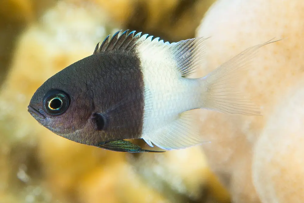 Chromis half half(Chromis dimidiata)