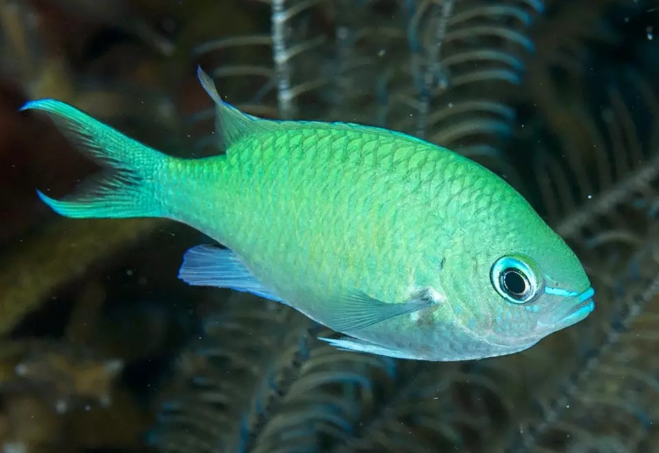 Green Cromis Damsel(Chromis viridis)