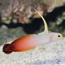 Firefish(Nemateleotris magnifica)