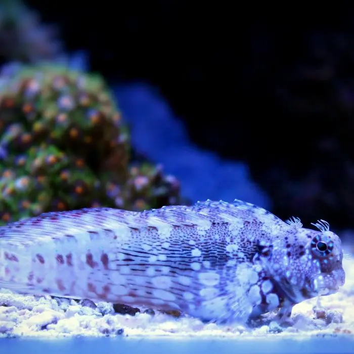 Jewelled Rockskipper(Salarias fasciatus)