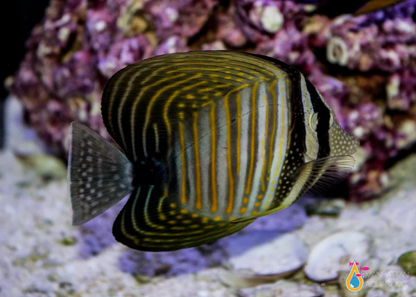Desjardin's Sailfin Tang(Zebrasoma veliferum)