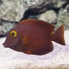 Gold eye docter(Ctenochaetus marginatus)