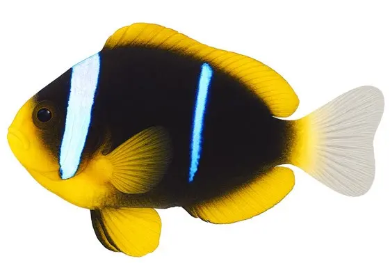 Allards Clownfish(Amphiprion xanthurus)