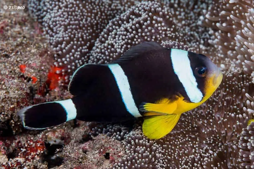 Yellow-Bellied Clownfish(Amphiprion chrysogaster)