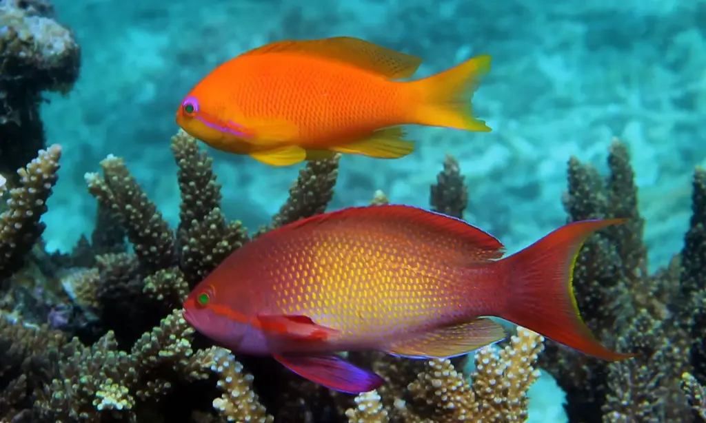 Lyretail Coralfish(Pseudanthias squamipinnis)