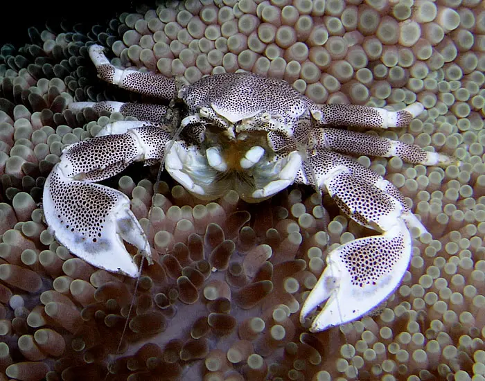 Anemone crab(Neopetrolisthes maculatus)