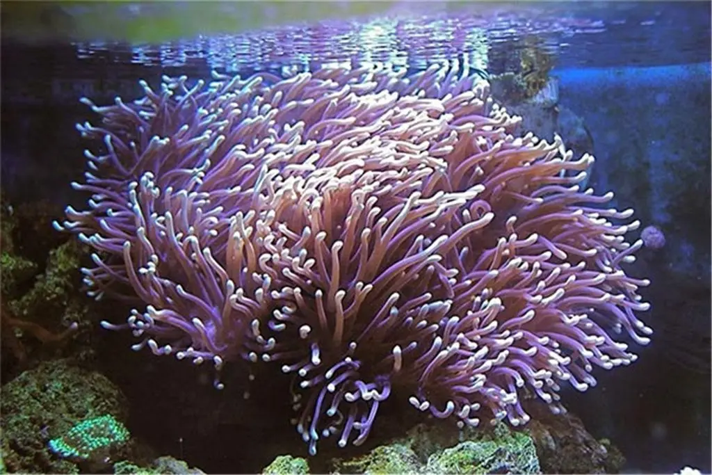 Ritteri Anemone(Heteractis Magnifica)