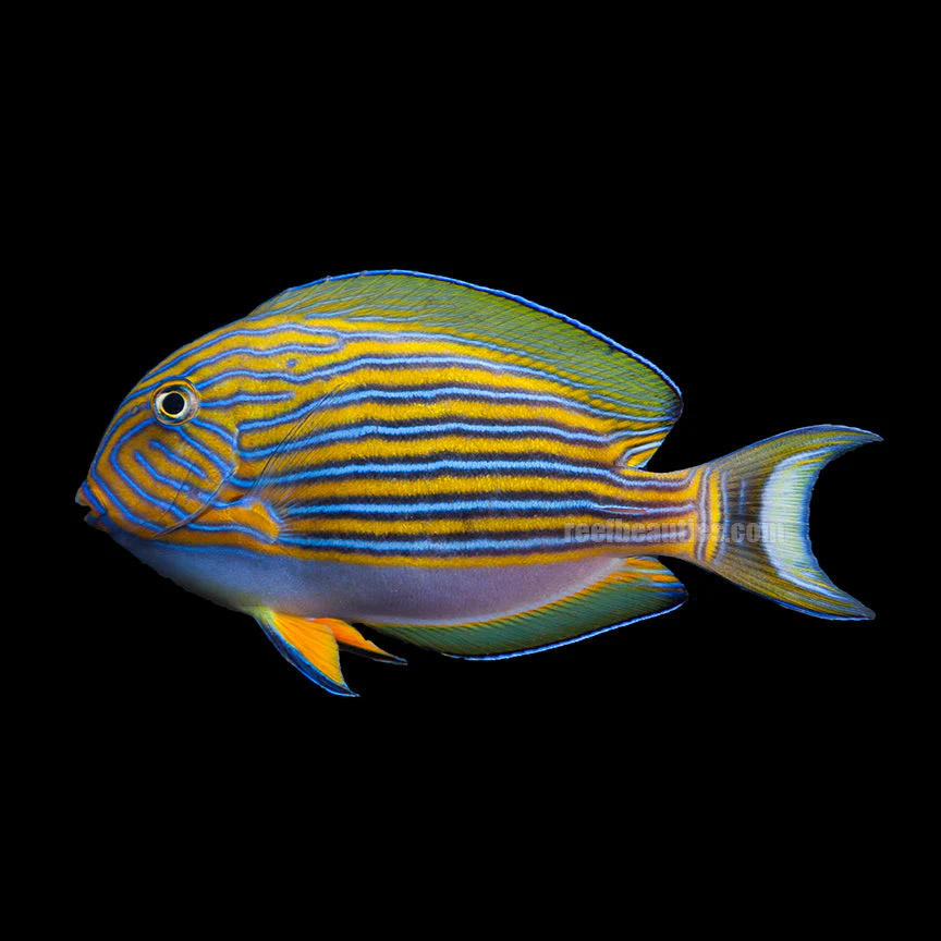 Clown Surgeonfish(Acanthurus -lineatus)