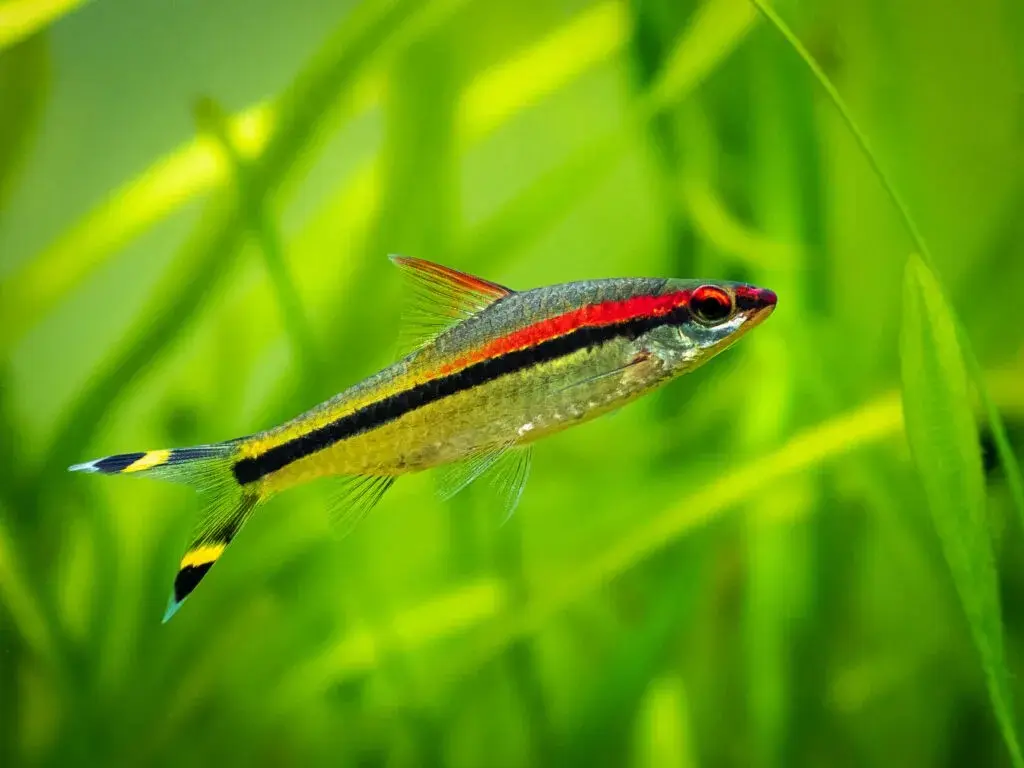 Denison Barb(Sahyadria denisoni)