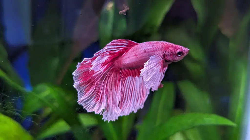 Pink Betta