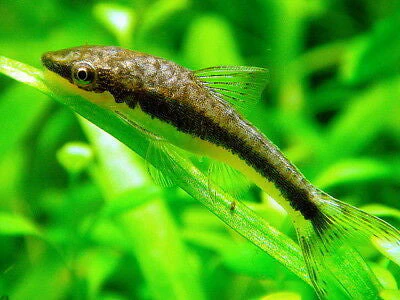Dwarf Suckerfish(otocinclus vestitus)