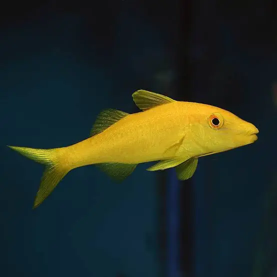 Gold Goatfish(Parupeneus cyclostomus)