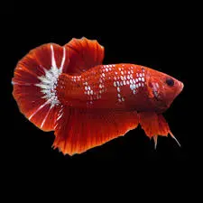 Fighter Male(Variety)