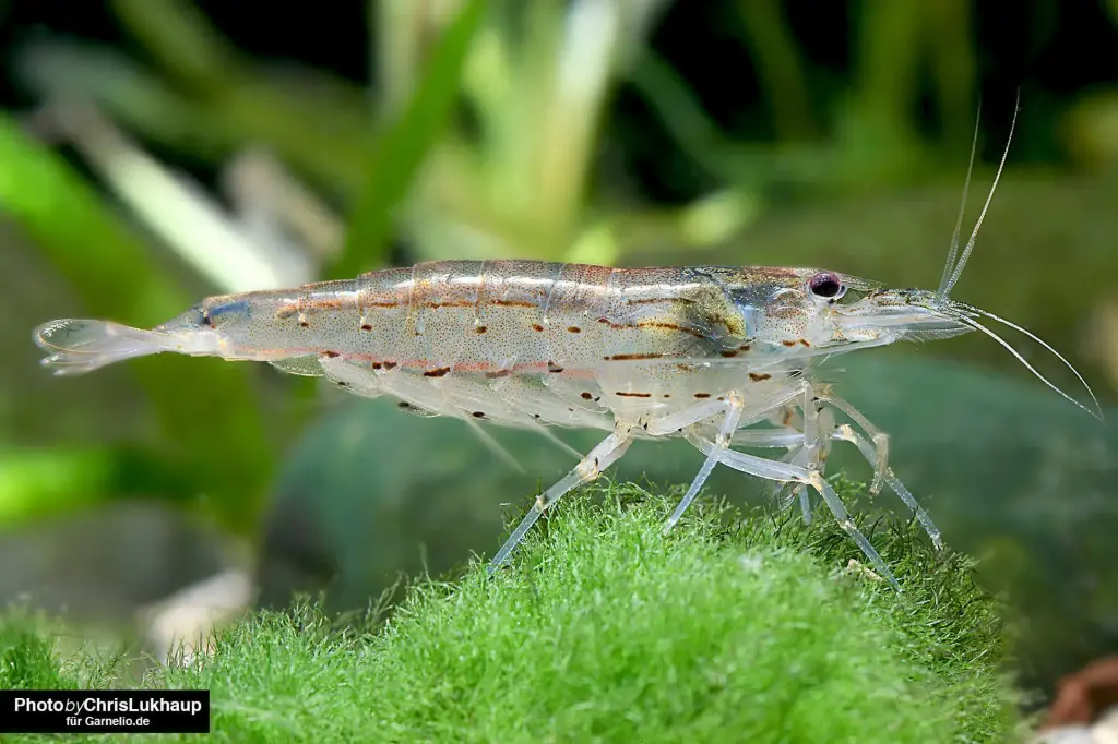 Amano Shrimp