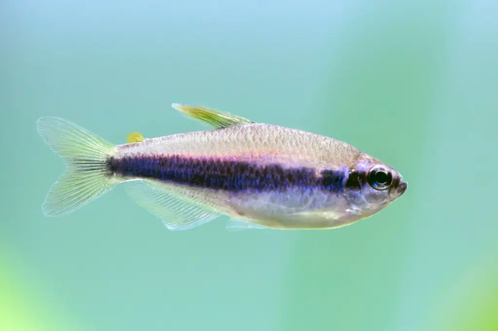 Blue Emperor Tetra(Inpaichthys kerri)