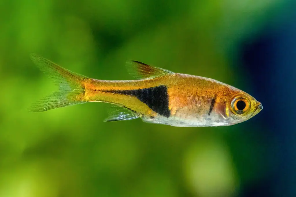 Harlequin Rasbora(Rasbora hetermorpha)