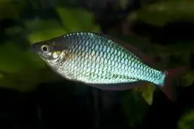 Boesamani Rainbow(Melanotaenia boesemani)