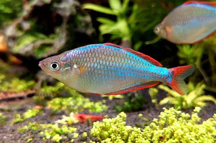 Neon Dwarf Rainbow(Melanotaenia praecox)