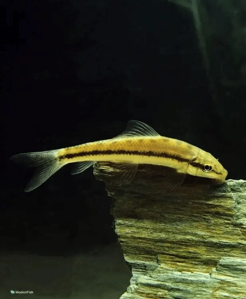  Algae Eater(Gyrinocheilus aymonieri)