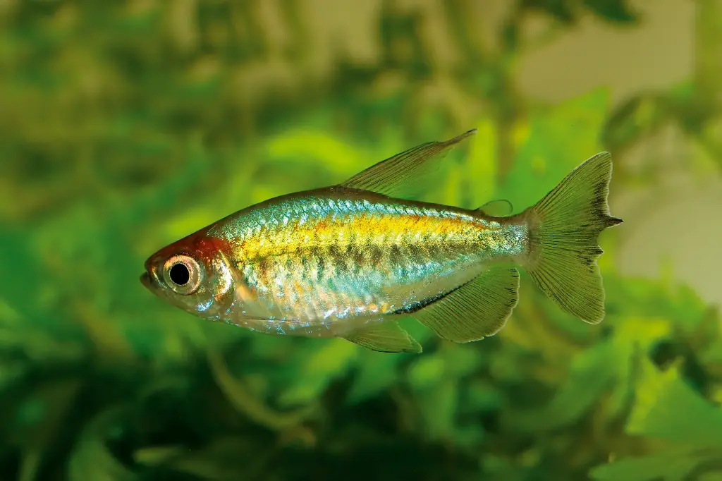  Congo Tetra(Phenacogrammus interruptus)