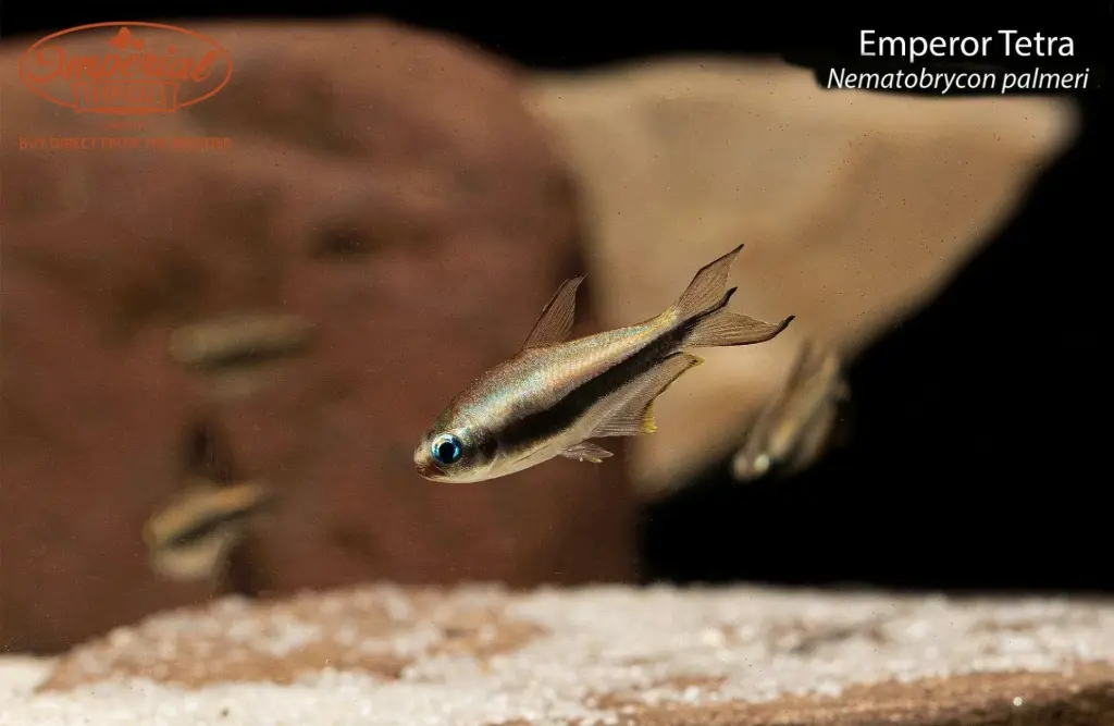 Black Emperor Tetra( Nematobrycon palmeri)