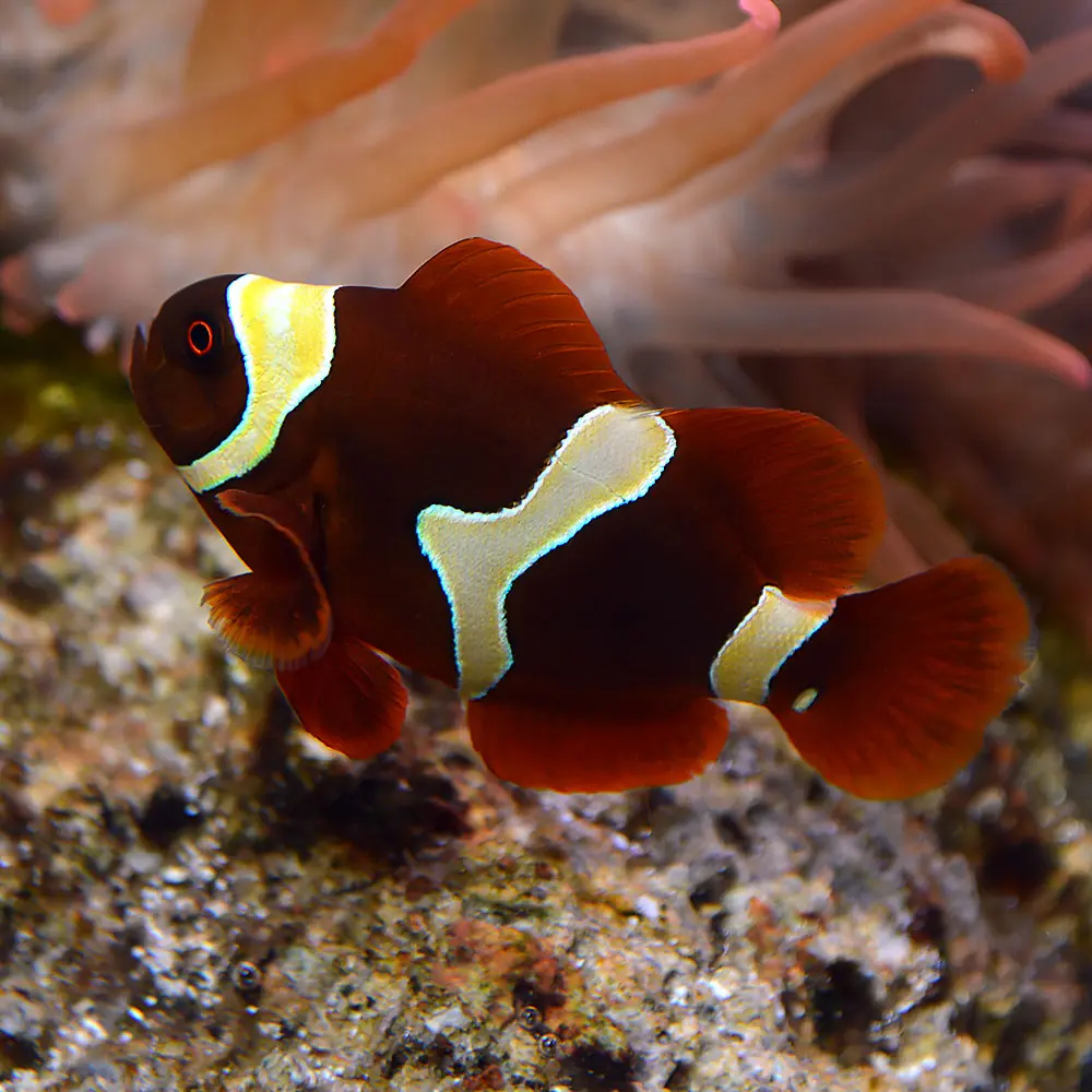 Gold Flake Maroon ClownFish
