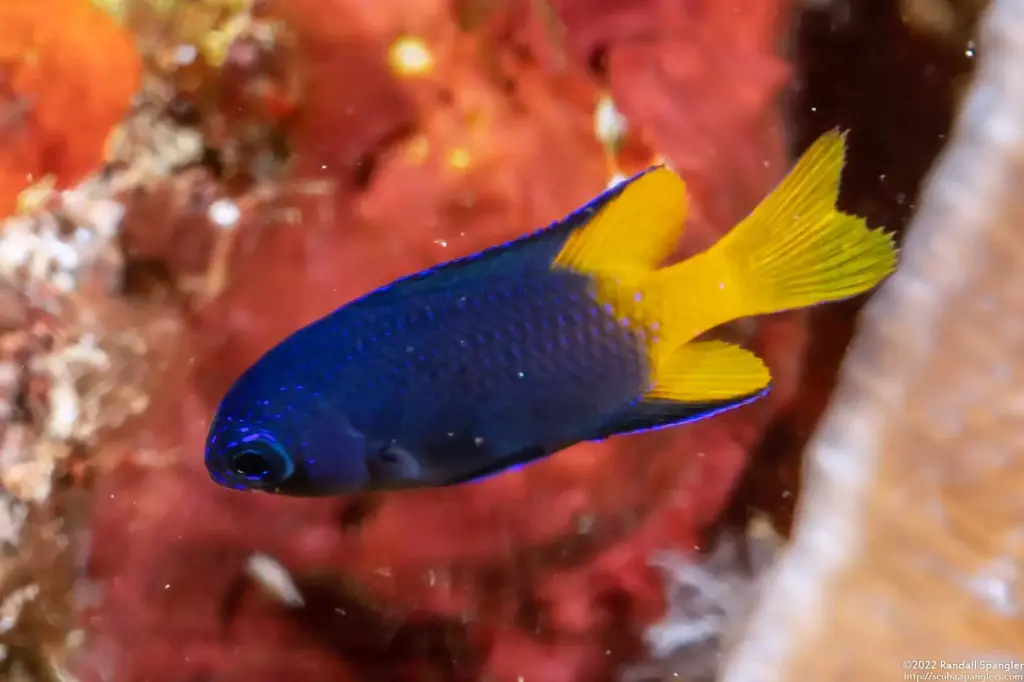 Blue Damsel(Pomacentrus Phillipines)