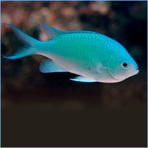 Green Cromis Damsel(Chromis viridis)