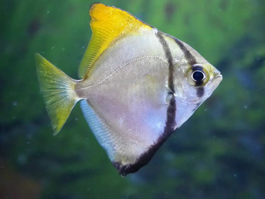 Mono Angel(Monodactylus Argenteus)
