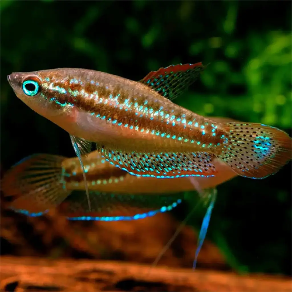 Croaking gourami(Trichopsis vittatus)