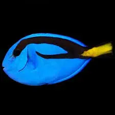 Blue Tang(Paracanthurus hepatus )