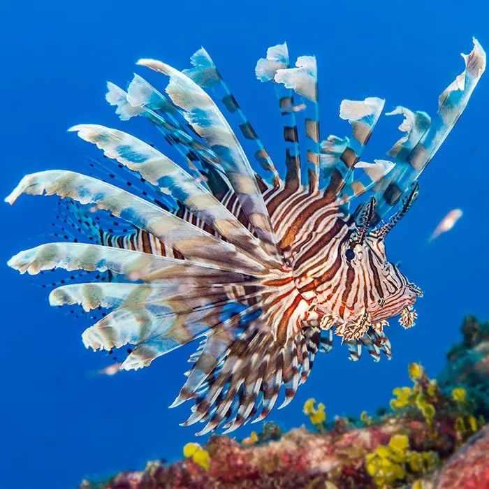 Lionfish (Pterois volitans)
